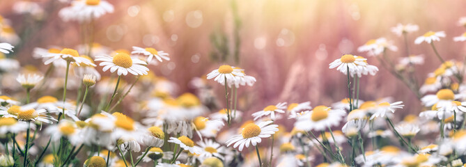 Beautiful nature, flowering chamomile (wild chamomile) in meadow