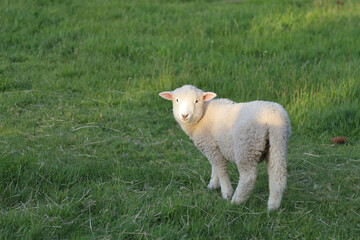 Romneyschaf / Romney sheep / Ovis.