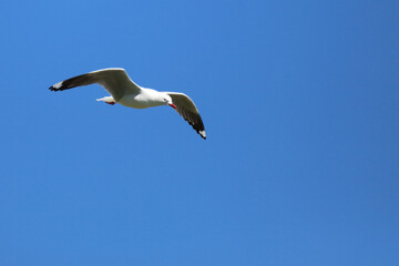 Rotschnabelmöwe / Red-billed gull / Larus scopulinus.