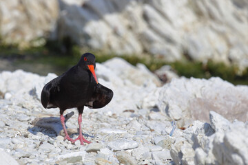 Neuseeländischer Austernfischer / Variable oystercatcher / Haematopus unicolor