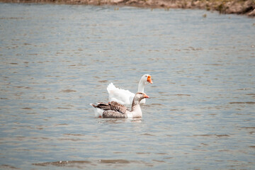 Fototapeta premium Geese swimming in the lake 