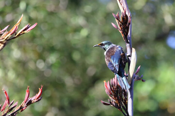 Tui / Tui / Prosthemadera novaeseelandiae