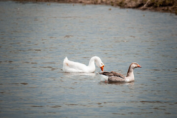 Geese swimming in the lake 