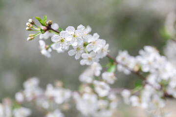 branch with white cherry blossoms. The abundant flowering of the garden and fruit trees