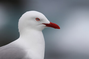 Rotschnabelmöwe / Red-billed gull / Larus scopulinus