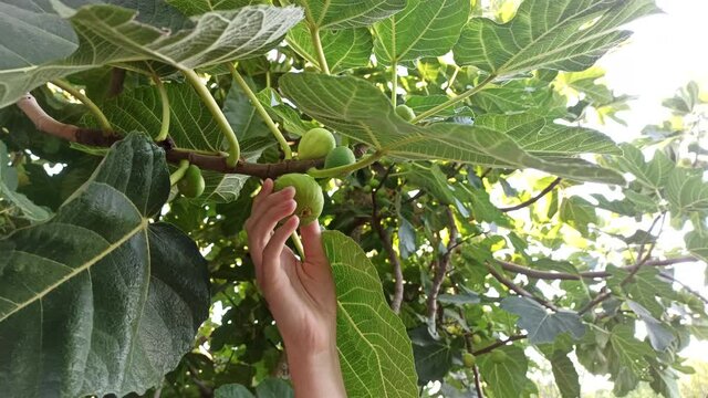hand is harvesting ripe green fig from a tree in the garden on a summer day, fresh home garden organic fruit close up. Healthy fruits eating, harvest concept, raw vegan vitamins, organic local food