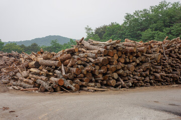 Wood cut logs are arranged in the outdoor field, prepared to the next factorial process.