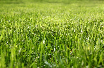 green lawn