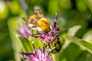 bourdon sur un Chardon étoilé en gros plan