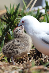 Rotschnabelmöwe / Red-billed gull / Larus scopulinus.