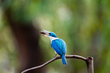 White - collared Kingfisher