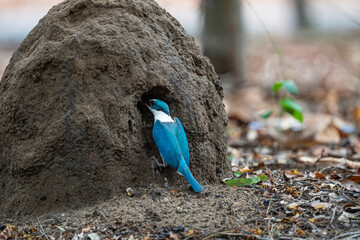 White - collared Kingfisher