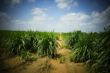 Fototapeta premium Napier Grass Farm, Indian Farm