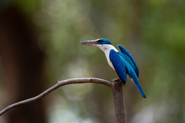 White - collared Kingfisher