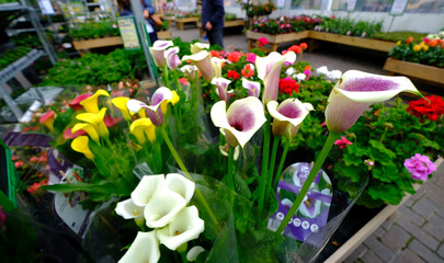 garden centre