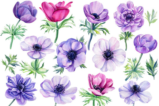 Set Watercolor flowers, colored anemones on isolated white background, floral design element