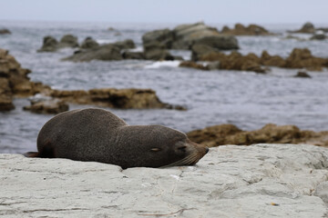 Neuseel&auml;ndischer Seeb&auml;r / New Zealand fur seal / Arctocephalus forsteri