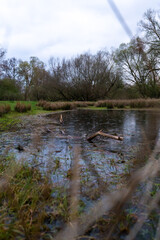 kleiner Teich im Gr&uuml;nen bei bew&ouml;lktem himmel mit b&auml;umen im hintergrund