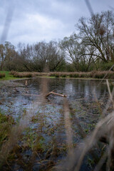 kleiner Teich im Gr&uuml;nen bei bew&ouml;lktem himmel mit b&auml;umen im hintergrund