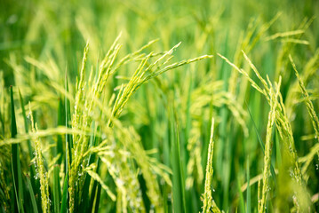 Green Terraced Rice Field in Thailand, Beautyful background Suitable for use in design work