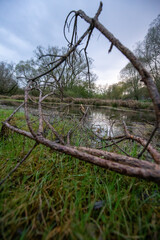 kleiner Teich im Gr&uuml;nen bei bew&ouml;lktem himmel mit b&auml;umen im hintergrund