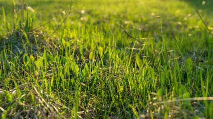 Obraz premium beautiful natural background sunset sun field of young greenery and rural view, beautiful atmospheric evening photo