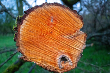 Baumstamm im Queerschnitt