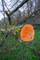 Baumstamm im Queerschnitt