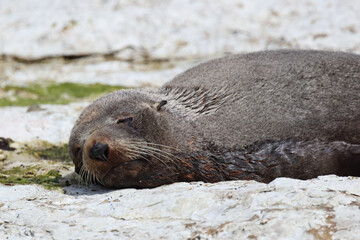 Neuseeländischer Seebär / New Zealand fur seal / Arctocephalus forsteri