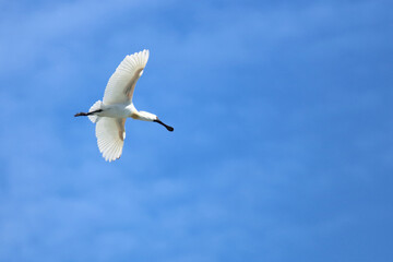 Königslöffler / Royal spoonbill or Black-billed spoonbill / Platalea regia.