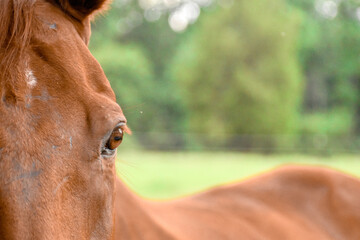 off track thoroughbred horse chestnut OTTB gelding eye headshot face