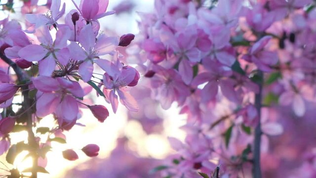 Blooming branch of paradise apple at sunset, close-up