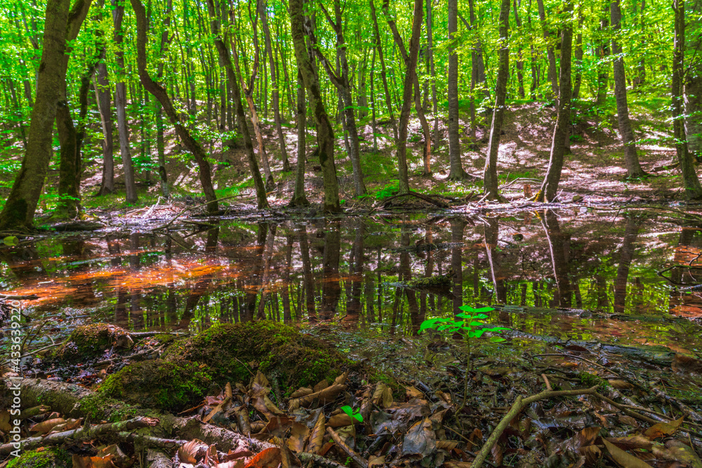 Wall mural Small swamp in a green forest