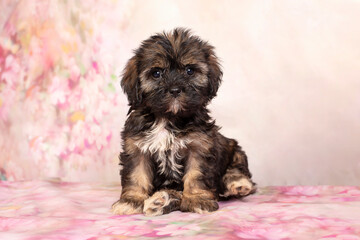 Little mini puppy  on a floral background.Cute puppies  Mixed  dog