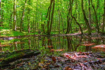 Small swamp in a green forest - obrazy, fototapety, plakaty