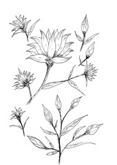 Hand drawing of flowers and leaves with black ink