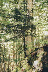 Baum im Wald auf Felsen
