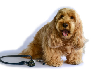 cute Pomeranian and Puppy cockapoo English dog ( mixed breed with american cocker spaniel and poodle ) with stethoscope on white background wait for vet. pet health care and animal concept, isolated