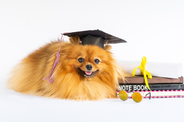 Graduated Puppy dog pomeranian in bachelor hat lying on a white background looks camera with happy, proud smile to graduate. Adorable Pet with diploma, black graduation cap, glasses, and books