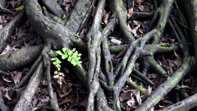 Roots of malaysian trees.