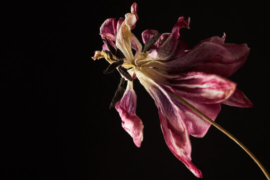 withered red and white tulip with stamens and petals isolated on black background