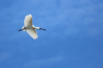 Königslöffler / Royal spoonbill or Black-billed spoonbill / Platalea regia.