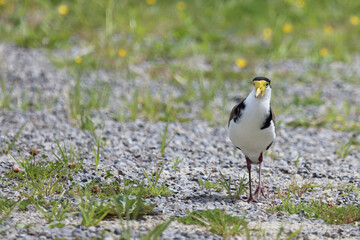 Maskenkiebitz / Masked lapwing / Vanellus miles miles