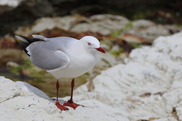 Rotschnabelmöwe / Red-billed gull / Larus scopulinus