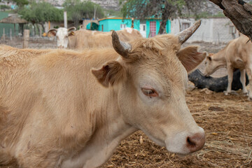 Vaca