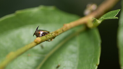 Ugly and creepy looking bug holding on to a plant stem close up macro photograph.