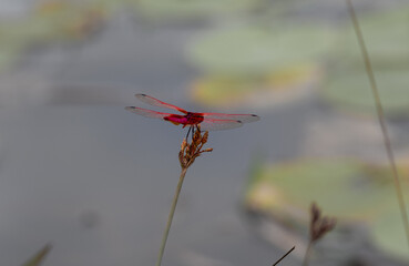 Red Dragonfly insect perched on to a plants stem near a lake.