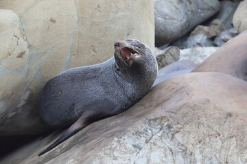 Neuseeländischer Seebär / New Zealand fur seal / Arctocephalus forsteri