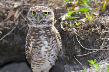 Burrowing Owl, Athene cunicularia, Broward County Park, Florida