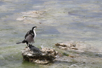 Elsterscharbe / Australian pied cormorant / Phalacrocorax varius